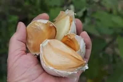 Vista 3 de ¡Ajo elefante 2 enormes bulbos! Ideal para plantar en otoño! Ajo de sabor más suave sin OMG