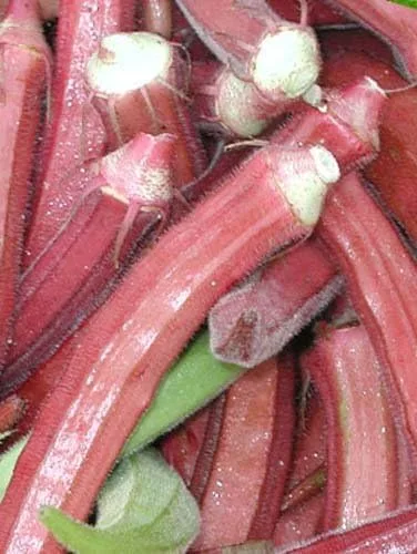 Vista 6 de Okra Red Borgoña Great Heirloom Vegetable By Seed Kingdom Bulk Semillas de 1 libra