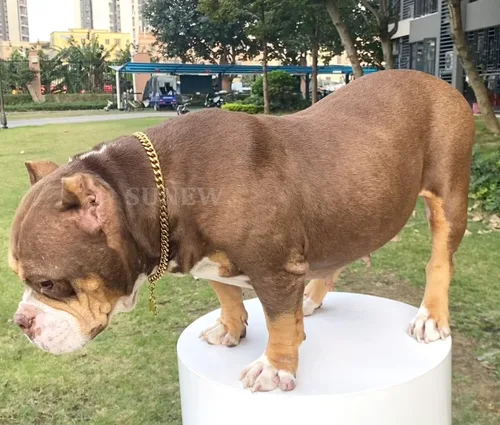 Vista 4 de SUNEW Collar para caminar con diseño de placa de identificación de perro con hebilla segura, collar de cadena de eslabones cubanos resistente a