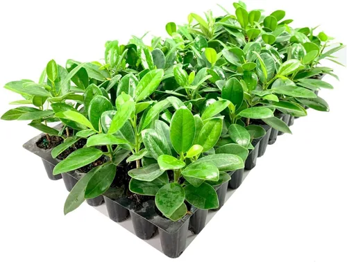 Vista 2 de Green Island Ficus 3 plantas vivas Ficus Microcarpa Exuberante planta ornamental para interiores y exteriores - Fácil cuidado y crecimiento