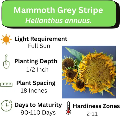 Vista 3 de Semillas de girasol gigante para plantar – Cultiva girasoles gigantes en tu jardín – 50 semillas de reliquia sin OGM – Instrucciones completas