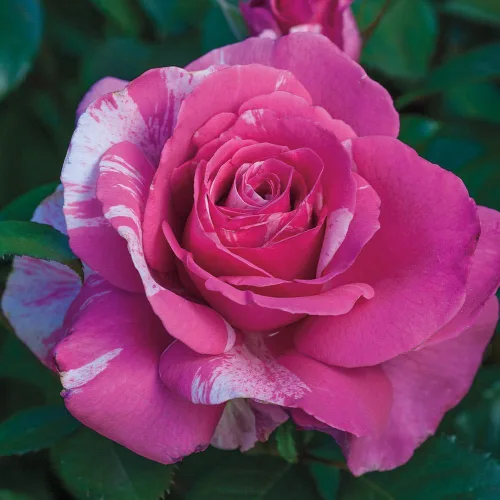 Vista 3 de Rosas Grandiflora, planta de raíz propia viva para jardín al aire libre, Parade Day™, excepcionalmente fragantes, zonas de rusticidad: 5-9
