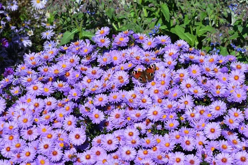 Vista 2 de 50 semillas de flor de Aster de Arroz (Aster tupido) Aster Dumosus