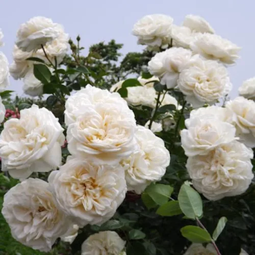 Vista 2 de Arbustos de rosas blancas cremosas listas para plantar, rosas trepadoras, plantas vivas fragantes, 6-8 pulgadas de alto en maceta, floración durante