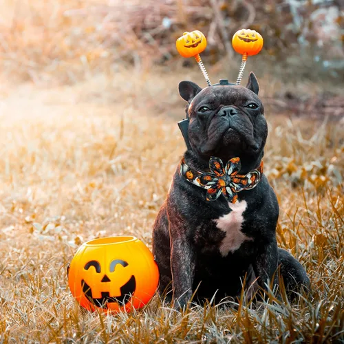 Vista 6 de Collar de perro de Halloween con lazo de girasol, calabaza festiva y collar espeluznante para mascotas pequeñas, medianas y grandes cachorros