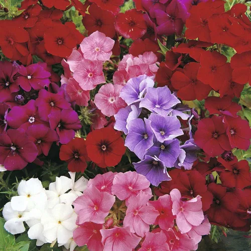 Vista 4 de Drummond's Phlox Mix Seeds Flores anuales para plantar 100 semillas sin OMG