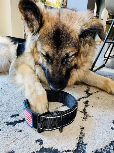 Vista 5 de Collar táctico para perro de 2 pulgadas de ancho, resistente con hebilla de cinturón de metal de 2 pines, ajustable para perros grandes y medianos