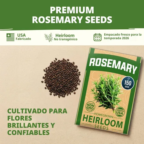 Vista 7 de HOME GROWN Semillas de Romero, 150 Semillas, Salvia rosmarinus