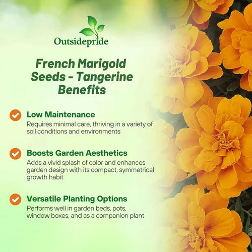 Vista 3 de Outsidepride Durango - Semillas de caléndula francesa de mandarina – 250 piezas anuales, compactas, tolerantes al calor y la sequía para plantar