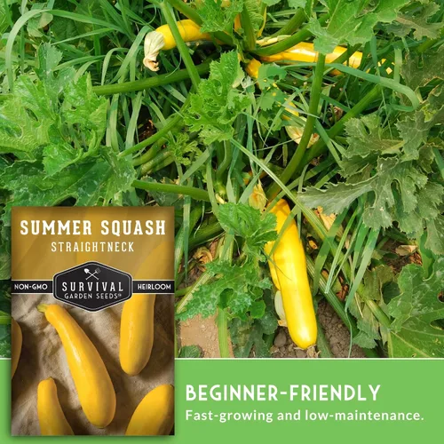 Vista 4 de Survival Garden Seeds - Semilla de calabaza de verano de cuello recto para plantar - Paquete con instrucciones para plantar y cultivar calabaza