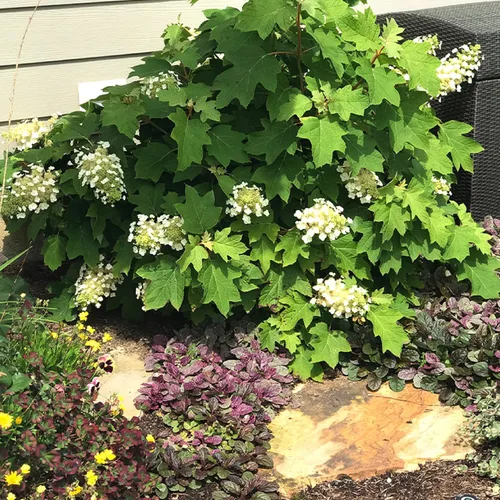 Vista 5 de CHUXAY GARDEN 50 semillas de hortensias quercifolia, hortensia de hoja de roble, hortensia de hoja de roble, llamativa planta de paisajismo que