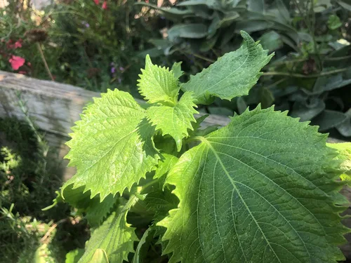 Vista 6 de 2 paquetes de Perilla Zi Su Green Shiso - 50 semillas por paquete