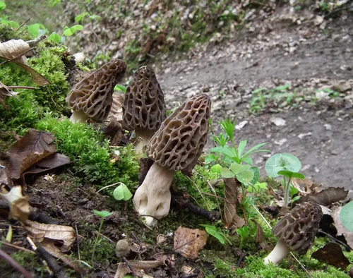 Vista 4 de Setas negras Morel Esporas Micelio No GMO Desaparecen para plantar