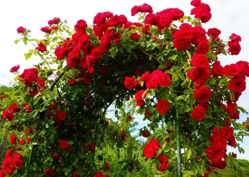 Vista 2 de Más de 100 semillas de rosas rojas trepadoras para plantar al aire libre, flores ornamentales trepadoras, arbustos de rosa, trepador de vid de larga