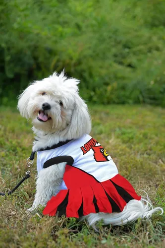 Vista 2 de Pets First NCAA Louisville Cardinals - Traje de animadora para perro, talla S