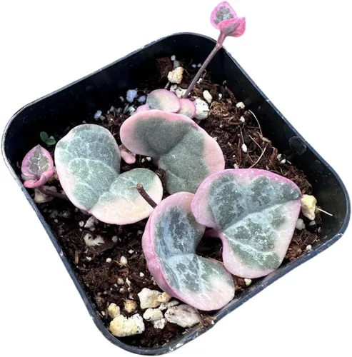 Vista 10 de Plantas suculentas vivas de USKC (Crassula de 2.5 pulgadas 'Spring time')