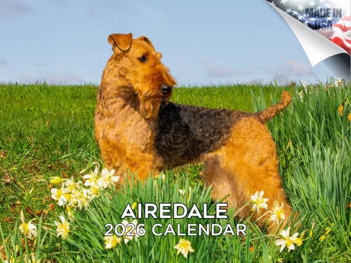 Vista 15 de Calendario de Lebrel Afgano 2025 2026, calendario mensual de pared de raza canina, 12" x 18" abierto, papel grueso sin traspaso, ideal para regalo