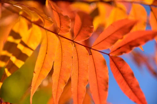 Vista 3 de 25 Chinese Pistachio Pistacia Chinensis Pistache Pistach Yellow Orange Red in Fall Mastic Tree Seeds