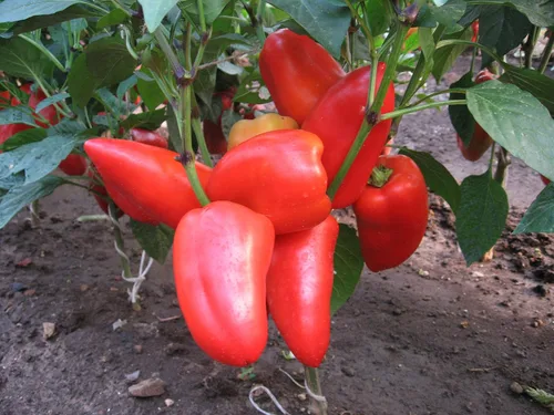 Vista 3 de Semillas Verduras Sweet Bell Red Giant Pepper - 30 Semillas