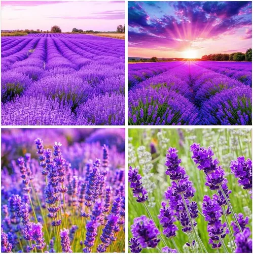 Vista 2 de Más de 10000 semillas de flores de lavanda perennes para plantar: semillas anuales de hierbas de lavanda vera atraen a polinizadores reliquia sin OMG
