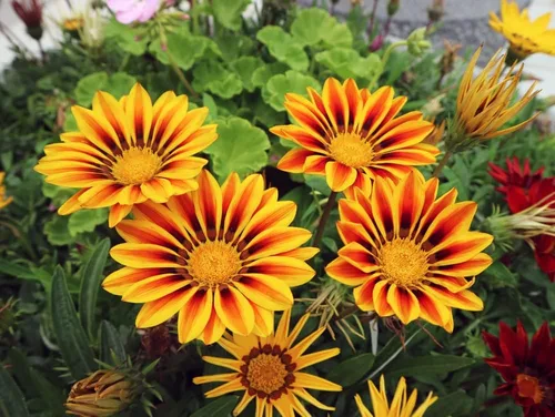 Vista 2 de Semillas de flores de Gazania rojas y amarillas para cultivar, fabricadas en Estados Unidos, se envía desde Iowa, ideal con caléndula o rosas.