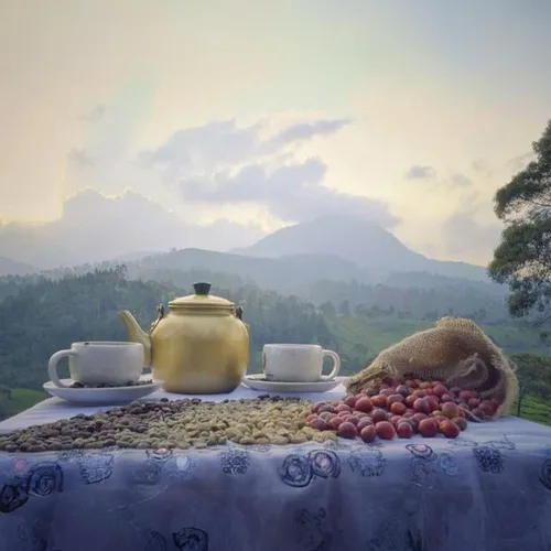 Vista 2 de Kaya Kopi Granos de café arábica Kopi Luwak de Indonesia Wild Palm Civets (miel kopi, 3.52 onzas (paquete de 1))