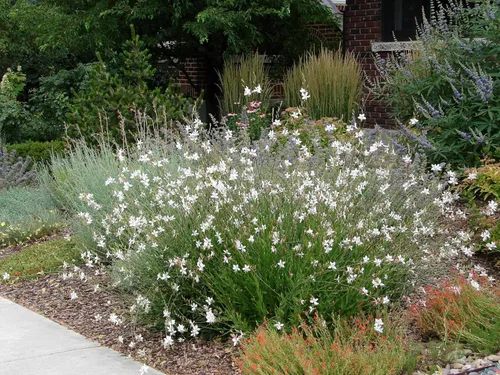 Vista 7 de 100 semillas de flores blancas GAURA Gaura Lindheimeri