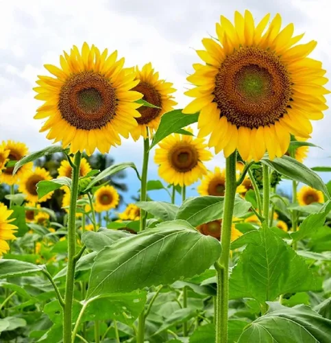 Vista 2 de Semillas de girasol gigante para plantar – Cultiva girasoles gigantes en tu jardín – 50 semillas de reliquia sin OGM – Instrucciones completas