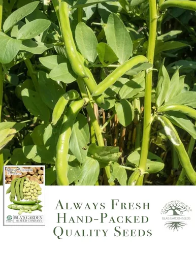 Vista 4 de Semillas de frijol Fava "Broad Windsor" para plantar, 25 semillas tradicionales por paquete, semillas de jardín de Isla