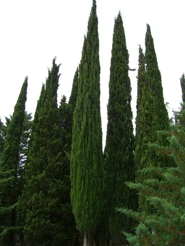 Vista 4 de 20 semillas de árbol de ciprés mediterráneo/pino lápiz/semillas de cedro indio