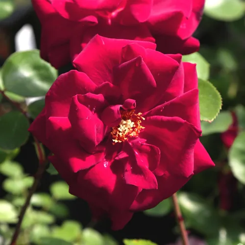 Vista 10 de Rosas trepadoras de reliquia, planta de raíz propia viva, Lady in Red™