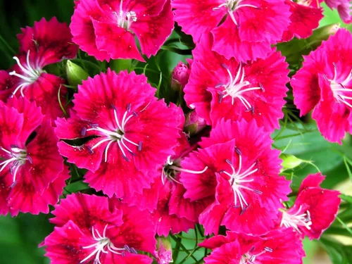 Vista 32 de Guardería Greenwood: Plantas Perennes Vivas - Rosa de Bath + Dianthus Gratianopolitanus - [Cantidad: 1x Maceta de Pinta]