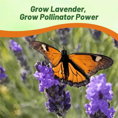 Vista 5 de Outsidepride Spanish Eyes - Semillas de lavanda para plantar al aire libre, 100 piezas de semillas de hierbas perennes, de crecimiento rápido