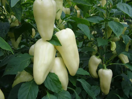 Vista 3 de Semillas de pimiento dulce blanco-rojo Belozerka Vegetal sin OMG para plantar