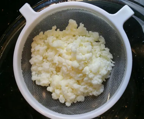 Vista 2 de 1 Cucharadita de leche viva pura, granos de Kéfir, el mejor probiótico. Búlgaro.