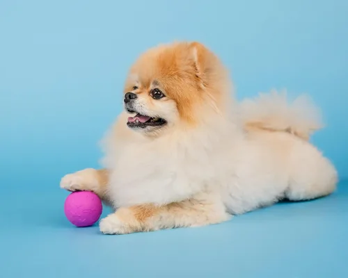 Vista 3 de Doggy Parton Juguetes de goma natural para perros, bolas para perros, tratamiento