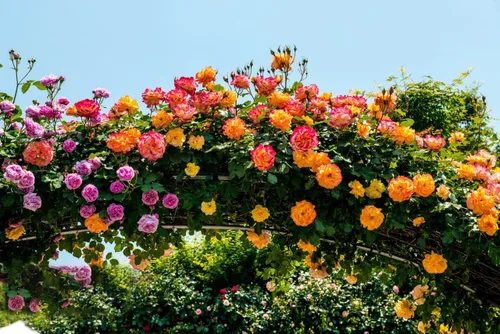Vista 4 de Más de 200 semillas de rosas trepadoras para plantar al aire libre, flor de vid vibrante, flores ornamentales de jardín de larga duración (mezcladas)