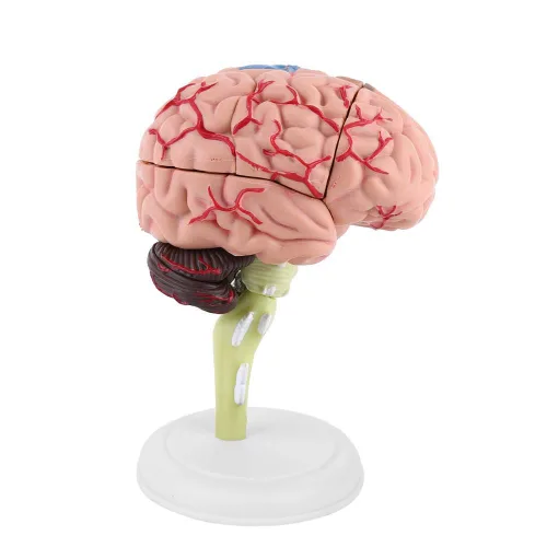 Vista 5 de Modelo de cerebro de anatomía 4D Desmontado Modelo de cerebro humano Anatomía estructural Herramienta de aprendizaje de enseñanza médica