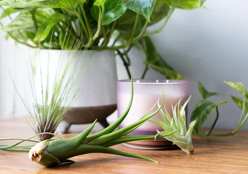Vista 5 de Tillandsia Plantas de aire vivas de interior (paquete de 100), plantas de aire, recuerdos de fiesta a granel o recuerdos de boda, plantas vivas