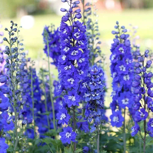 Vista 6 de Blue Delphinium Larkspur - Semillas de flores altas variadas de más de 30 semillas sin OMG para cultivar