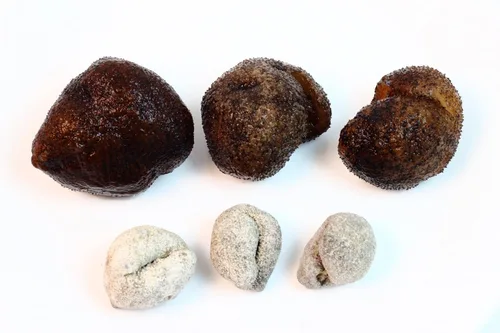 Vista 4 de WOHO Natural Sun Dried Wild Caught Round Sea Pepino Grande 4oz