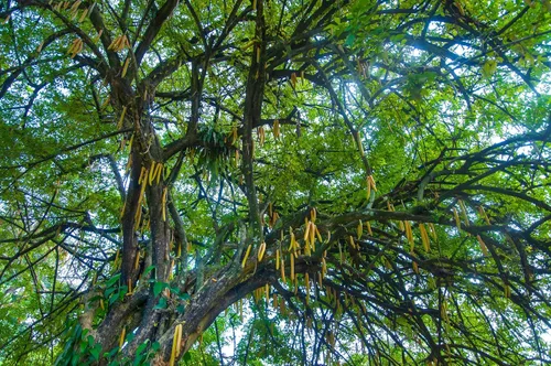 Vista 6 de Semillas de Moringa Oleifera (Semillas de Moringa) a granel/Peso al por mayor: 1 libra, 2 libras, 5 libras y 10 libras (1 libra)
