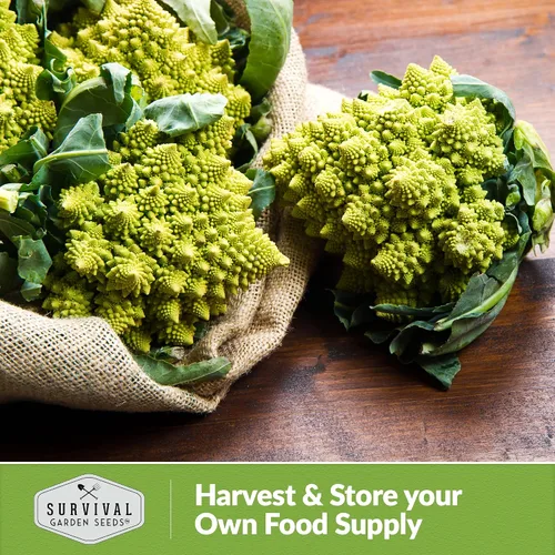 Vista 5 de Romanesco - Semillas de brócoli para plantar, vegetales exóticos italianos tradicionales con cabezas en espiral únicas, alto rendimiento, cultivo