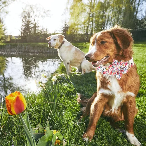 Vista 113 de Collar de perro Lionheart Glory, collar de perro rosa con flor, lindo collar para mascotas con patrón floral ajustable para perros pequeños Rosado