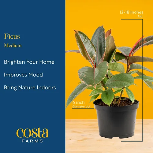 Vista 4 de Costa Farms Ficus Audrey, planta viva de interior de 1 a 2 pies de altura en maceta minimalista de 6 pulgadas, fácil de cultivar, purifica el aire