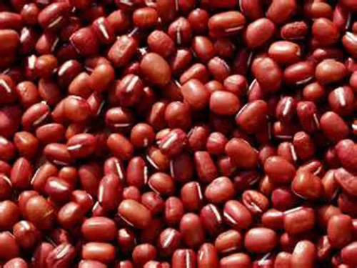 Vista 3 de Marca "COOL BEANS n SPROUTS", semillas de frijol Adzuki para brotar microverdes, 1 libra, un superalimento lleno de antioxidantes y nutrientes que