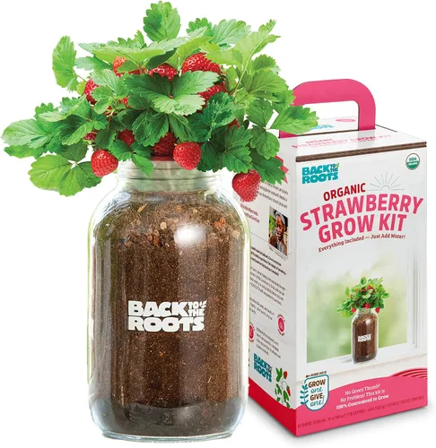 Vista 5 de Back to the Roots Planta de Ají Orgánico sin Transgénicos, Cultiva Ajíes Orgánicos Todo el Año, Kit de Cultivo para Ventana, Mejor Regalo