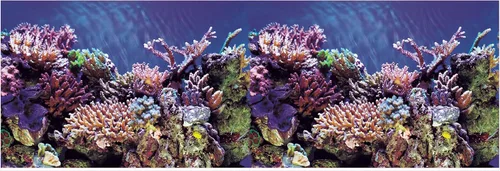 Vista 4 de Fondo de acuario Océano Fondos marinos/Coral Arrecife Doble lados (48WX24H)