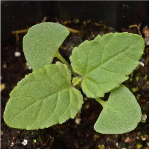 Vista 3 de Everwilde Farms - Semillas de flores silvestres nativas de salvia escarlata de 1 onza - Gold Vault