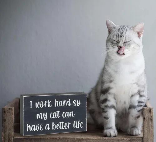 Vista 5 de Esur Bonita decoración de escritorio de oficina en casa para mujeres y hombres, regalos para amantes de los gatos, divertido letrero inspirador